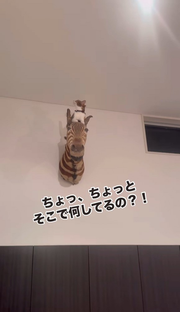 シマウマのオブジェの上で見上げる猫1