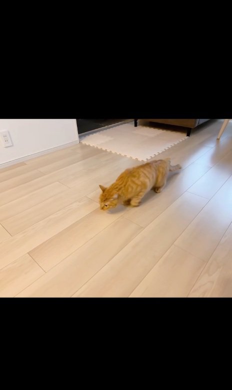 歩きが遅い猫