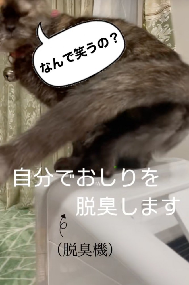振り返る猫