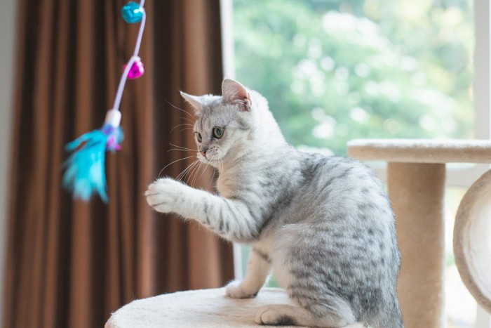 立ち上がって捕まえようとする猫