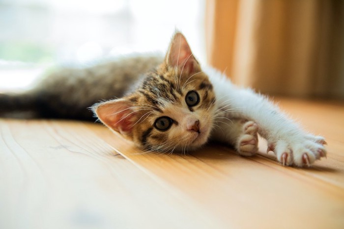 フローリングの上で寝転ぶ子猫