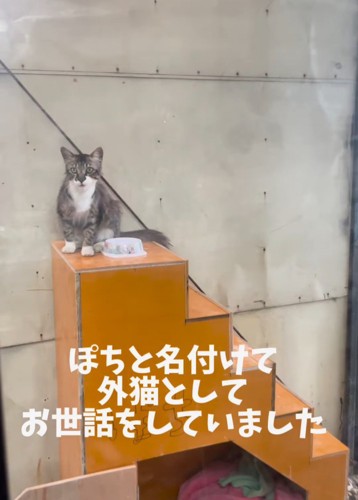 座る猫