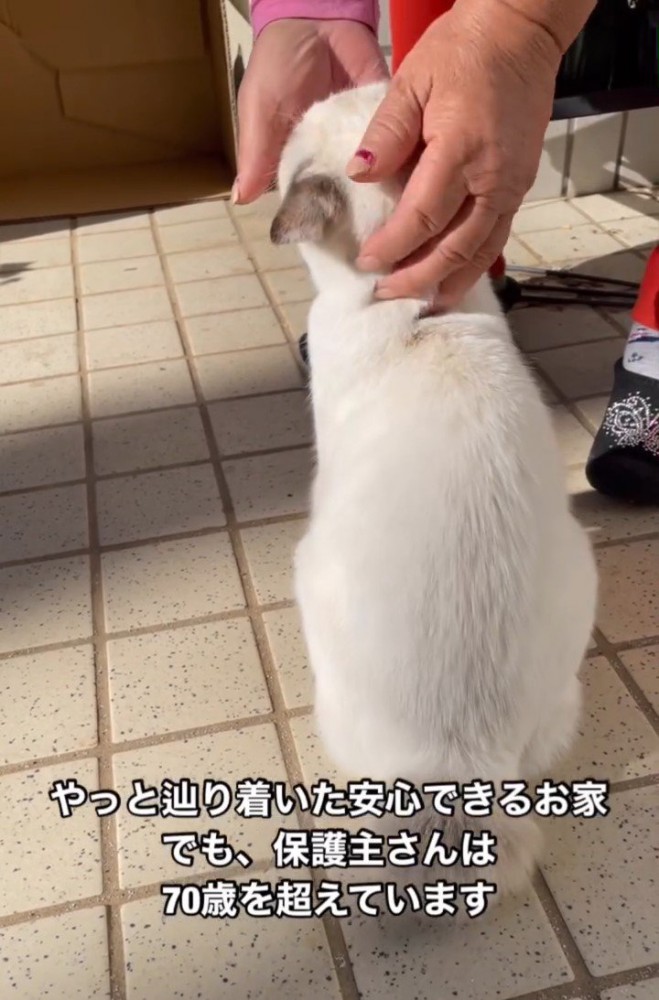 頭をなでられる子猫