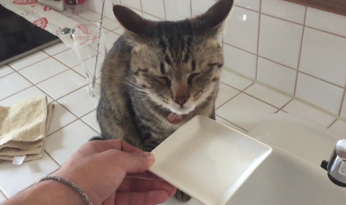 水を飲み目をつぶっているキジトラ猫