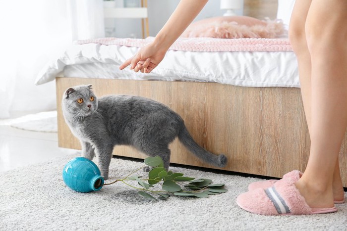 花瓶を倒した猫を叱る女性