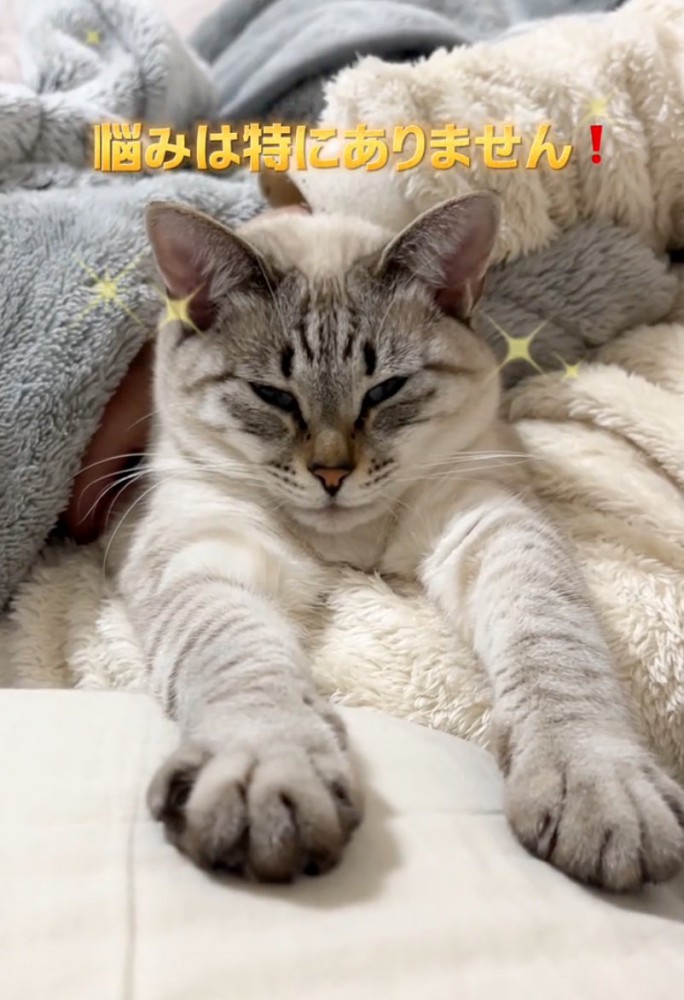 伸びをする猫