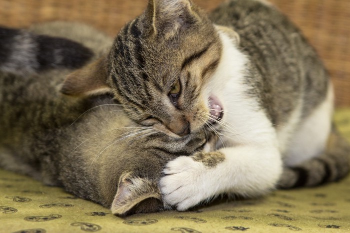 甘噛みをしている猫