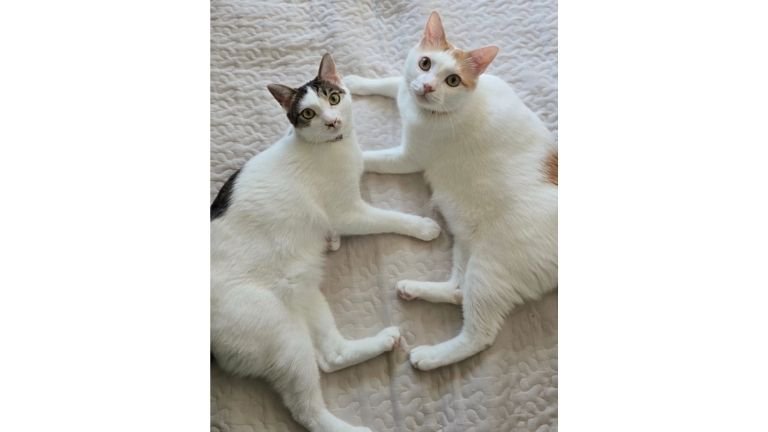 室内にいる猫