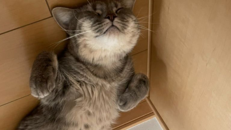 寝転ぶ猫