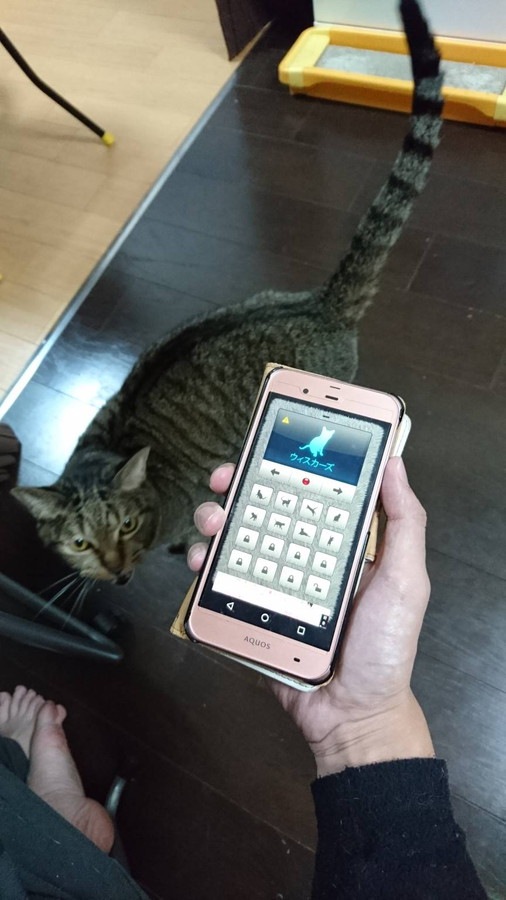 反応する猫