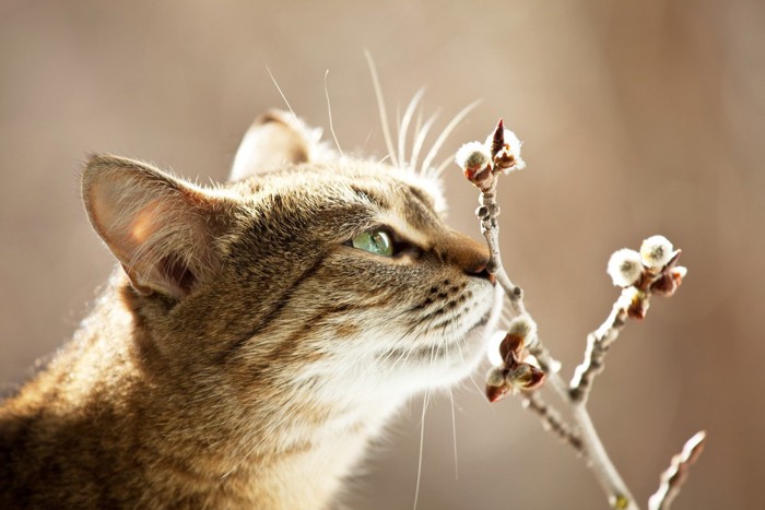 ニオイを嗅ぐ猫