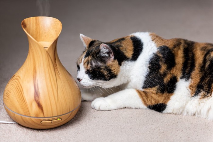 加湿器が気になる猫