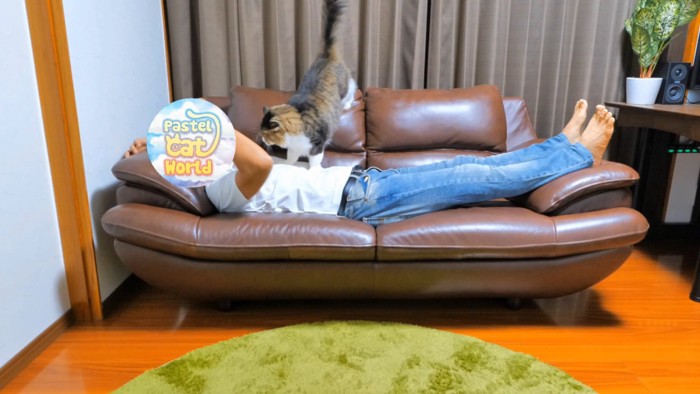 人のお腹に前足で踏む猫