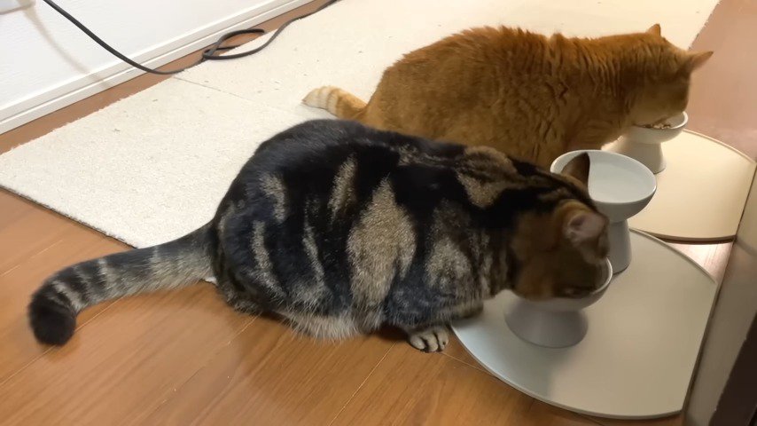 ご飯を食べる二匹の猫