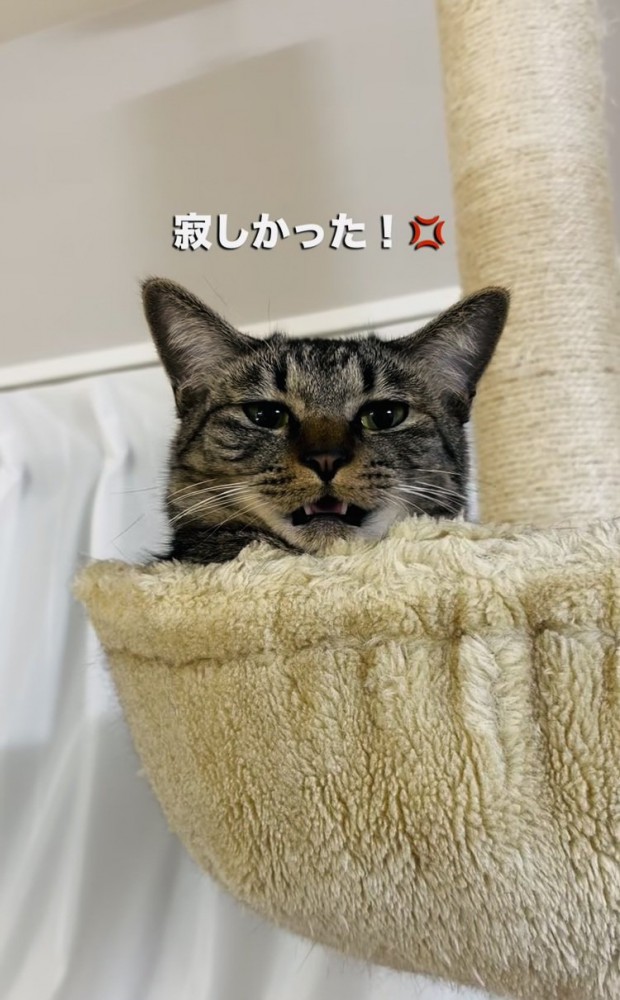 キャットタワーから飼い主を呼ぶキジトラ猫