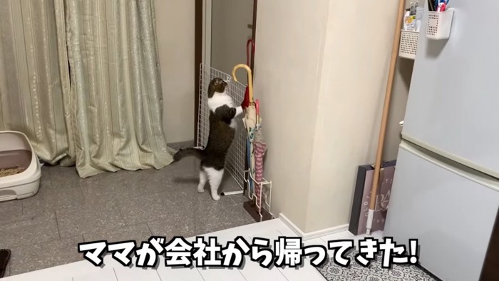 後ろ足で立つ猫