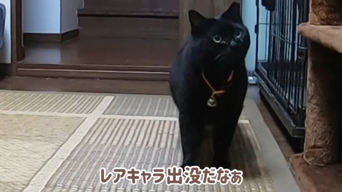 オレンジ色の首輪の猫