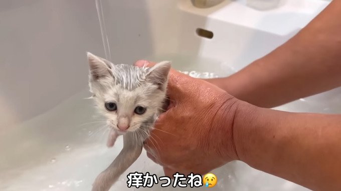 洗われる子猫