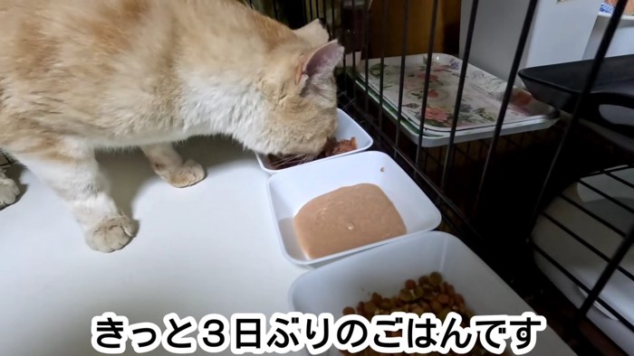 ごはんを食べる猫