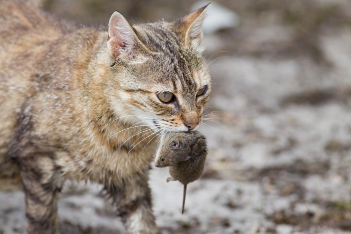 ねずみをくわえた猫