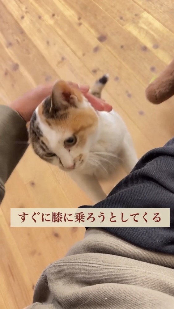 2本足で立つ猫