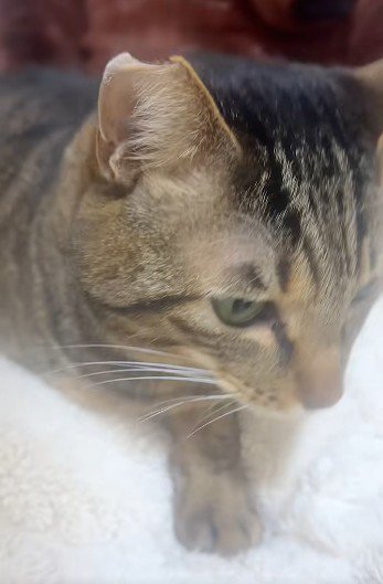 布団の上で鳴いている猫