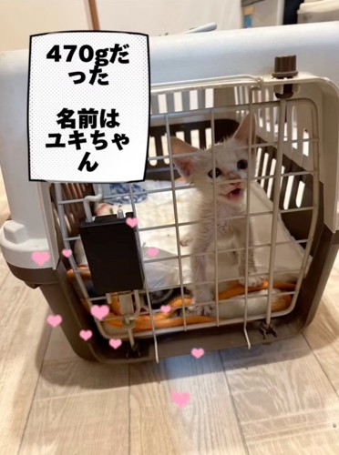 470gの小さな子猫