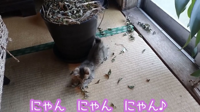 たくさんの葉っぱで遊ぶ子猫