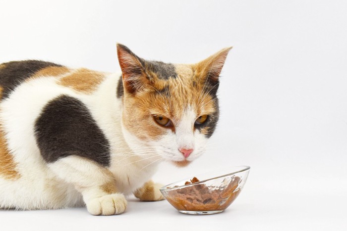 こちらを見ながらフードを食べる猫