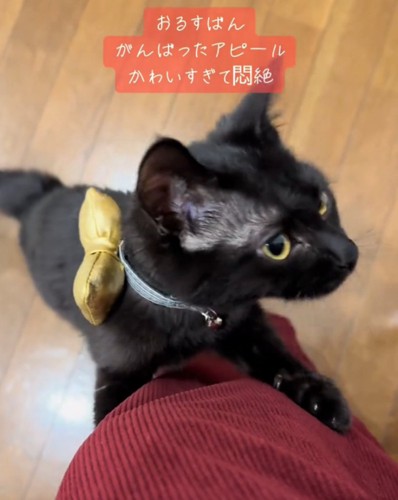 横を向く猫