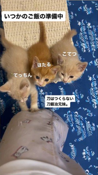 人の足元で鳴いている3匹の子猫