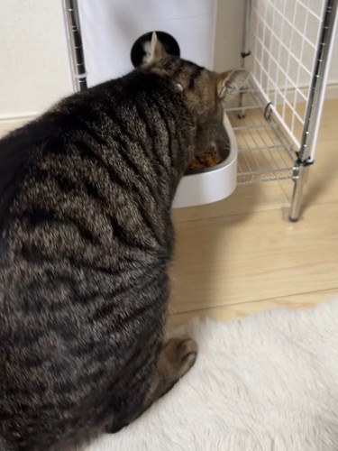ごはんを食べる猫の後ろ姿