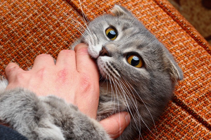 手を噛む猫