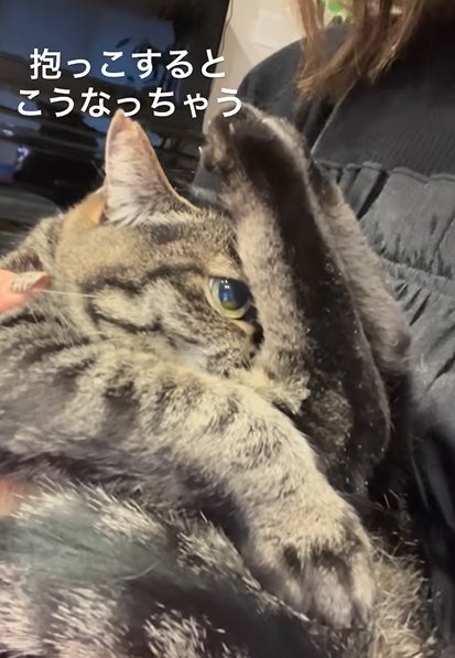 抱っこされる猫の横顔