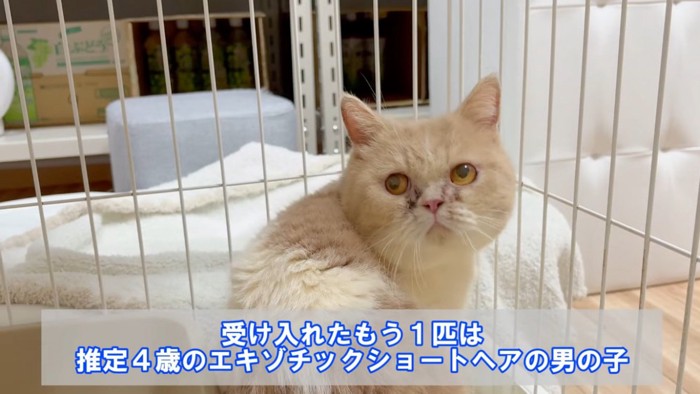 ケージの中のエキゾチックショートヘア