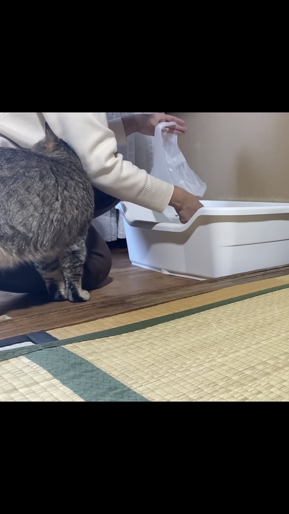 頭突きする猫