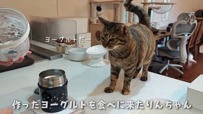 ヨーグルトを見つめるりんちゃん