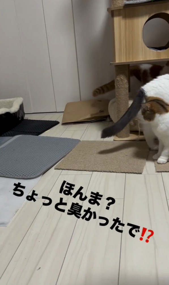猫2匹が立ち去る様子