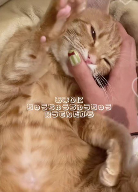 飼い主の指を吸う猫