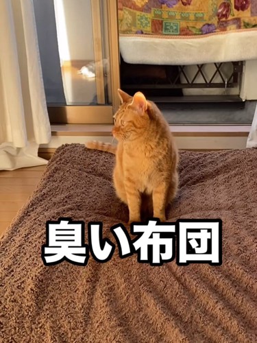 座っている猫