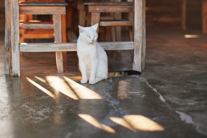 目を閉じて座る猫