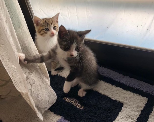 サバ白色とキジ白色の子猫