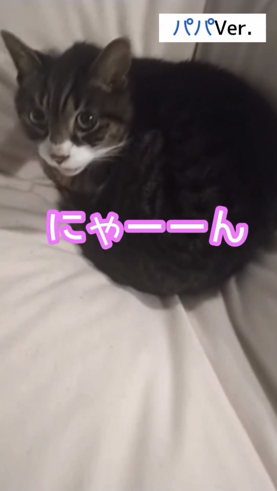 返事をする猫