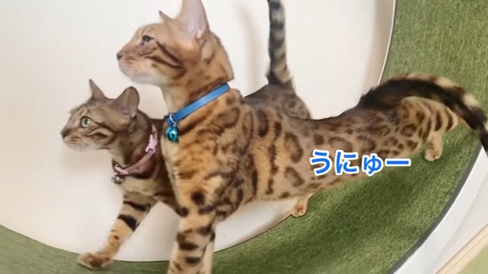 ピンク色の首輪と青色の首輪の猫