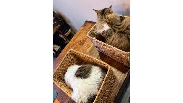 バスケットに入っている猫たち