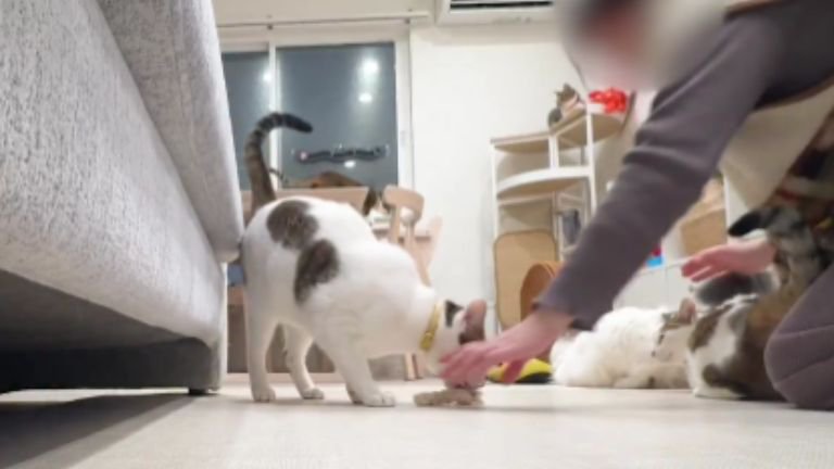 室内にいる猫たち