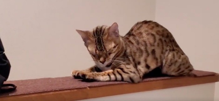 ストレッチする猫