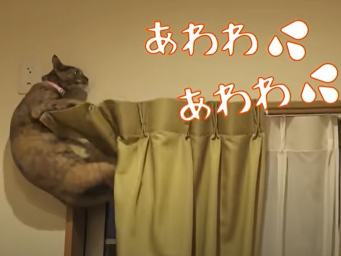 レールの上で前進しようとする猫