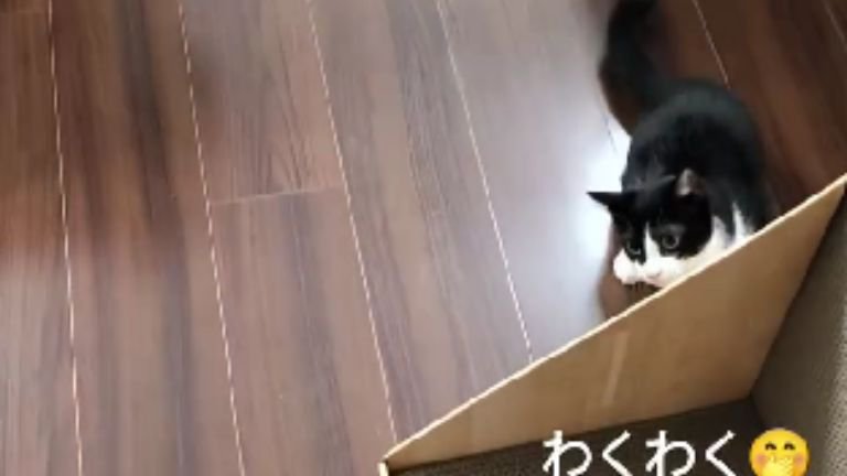 隠れている猫