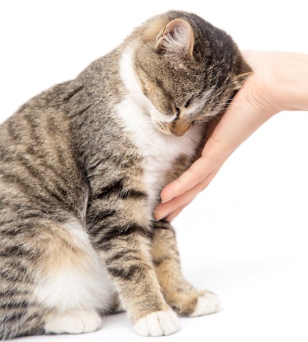 飼い主の手にスリスリする猫